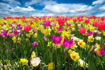 Hurtownia kwiatowa: źródło kwiatowej świeżości