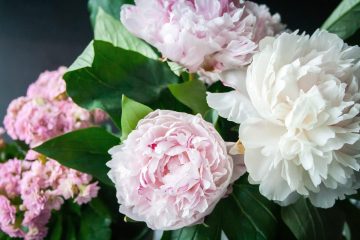 Kwiaty cięte: urok i elegancja w waszym otoczeniu