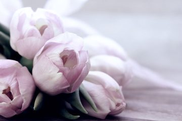 Hurtownia kwiatowa - serce zaopatrzenia dla branży florystycznej
